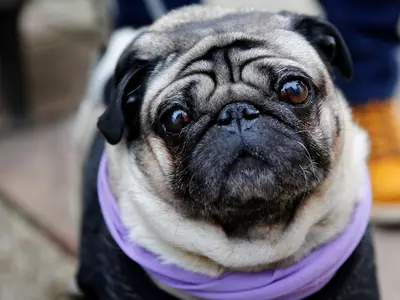 Dog Named Trump Kidnapped In Delhi Police Hunt For Accused