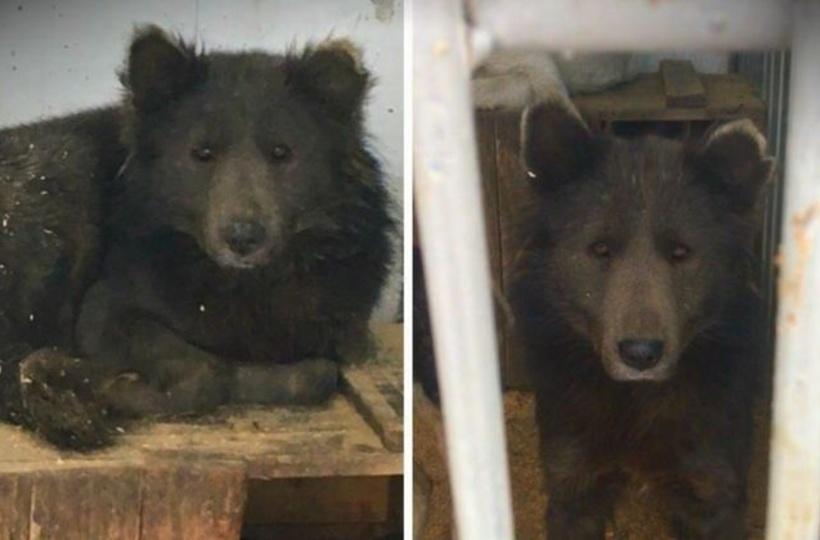 Russian Animal Shelter Makes A Horrifying Discovery Of A Dog Forced To Breed With A Bear Russian Animal Shelter Makes A Horrifying Discovery Of A Dog Forced To Breed With A Bear