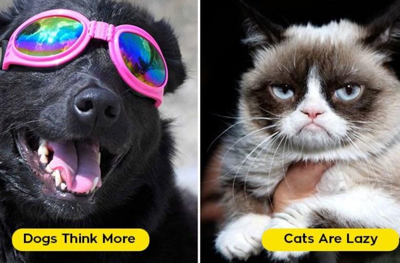 Which are smarter, cats or dogs? We asked a scientist