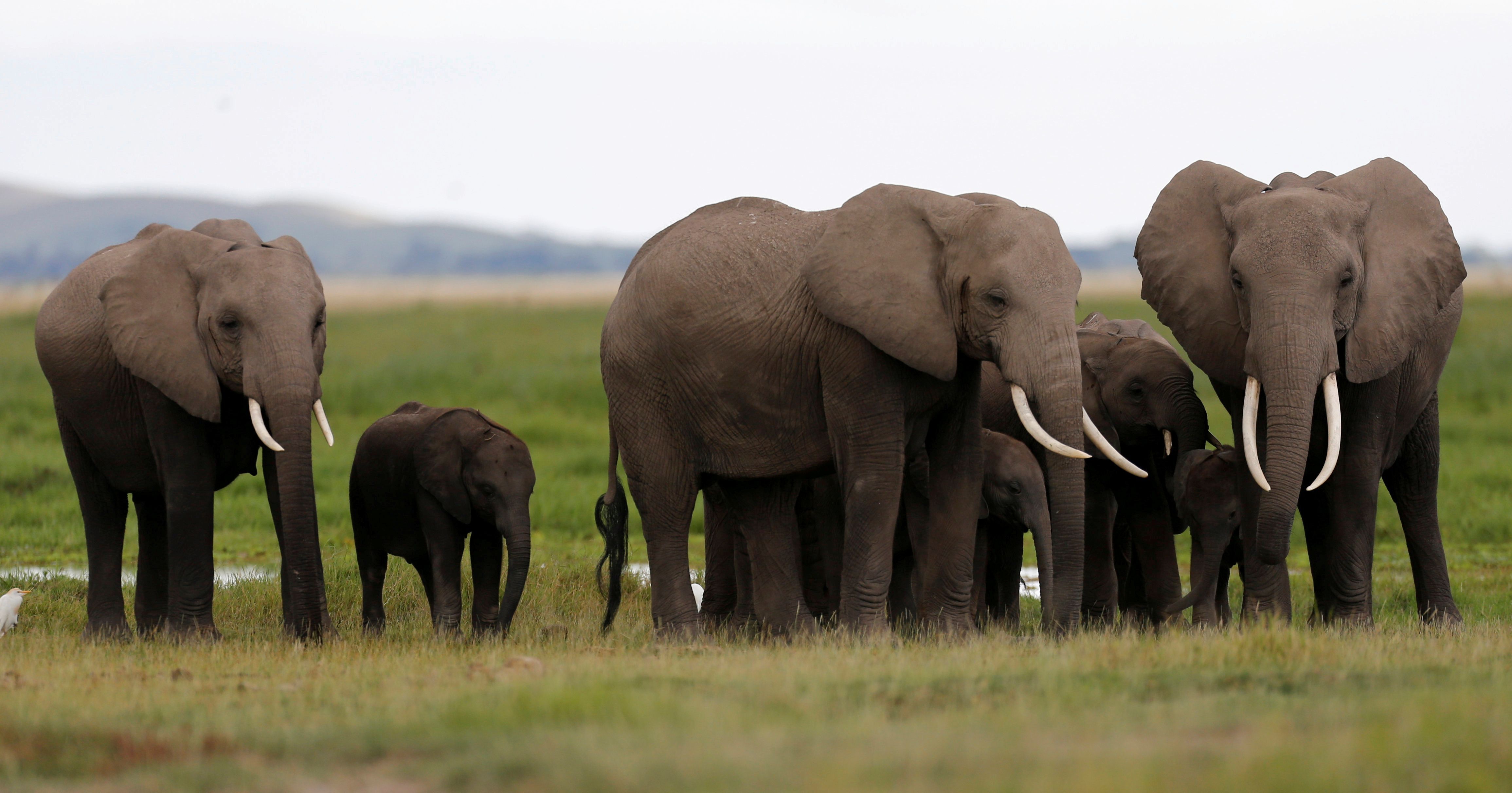 As Wild Elephant Numbers Dwindle Elsewhere, Karnataka Wants Family
