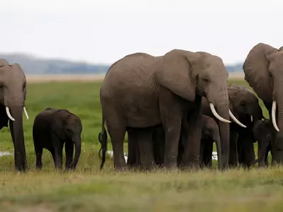 Elephant Population