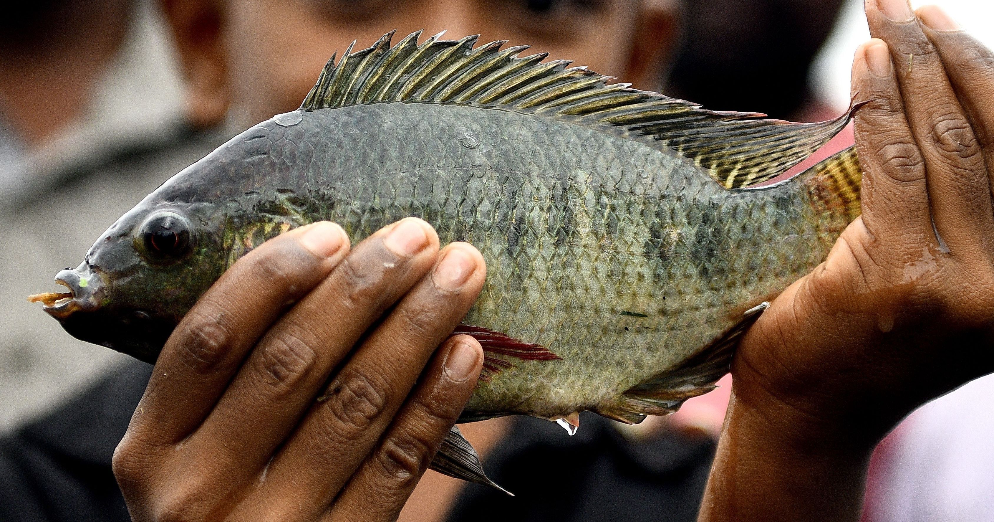 Benefits of feeding fish in astrology