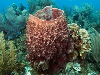 Humble Sponges