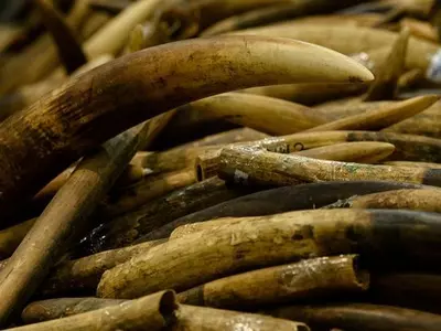 ivory tusk ban china