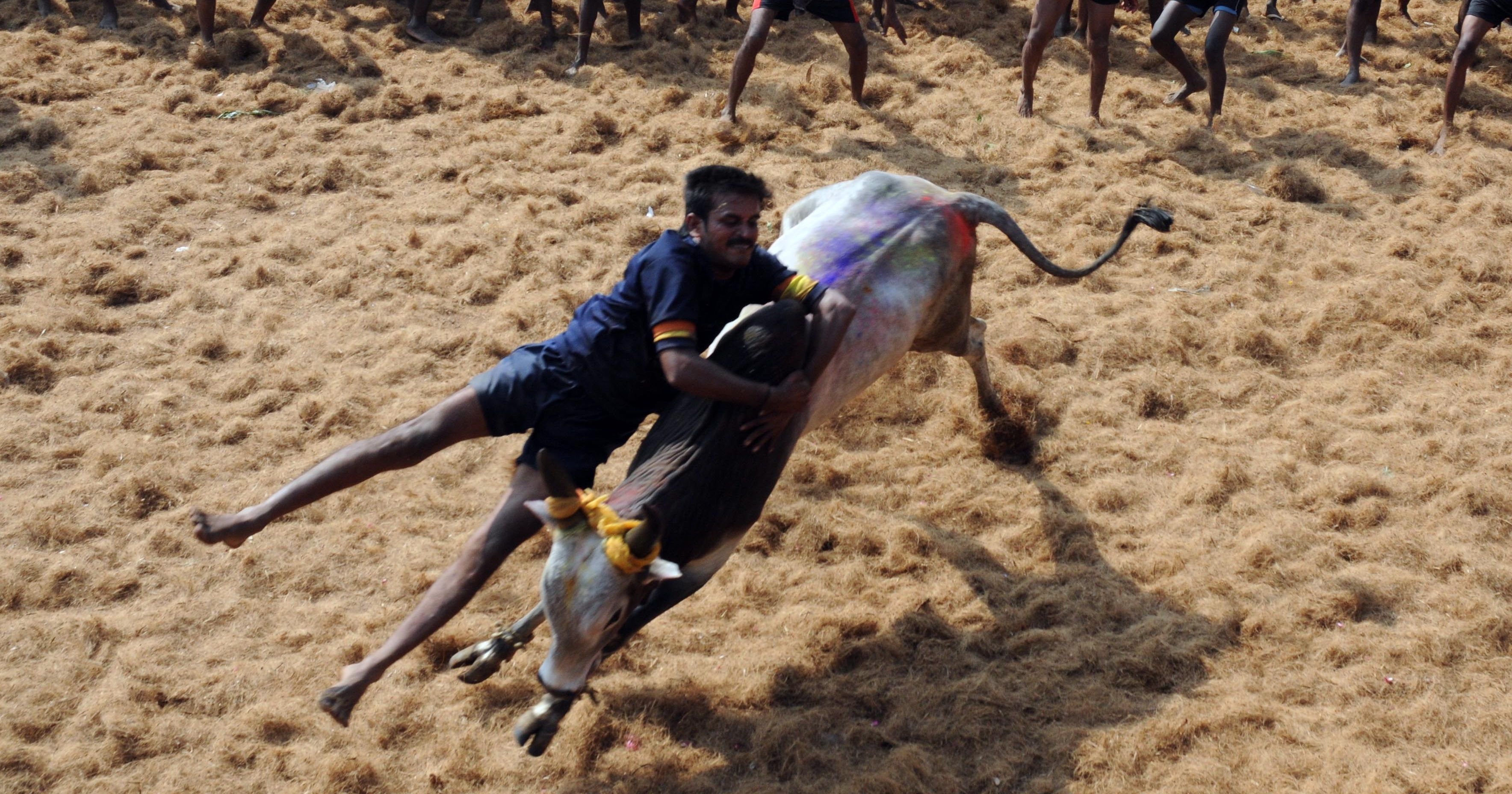 Jallikattu Set To Get It S Own Ipl Style League In Tamil Nadu