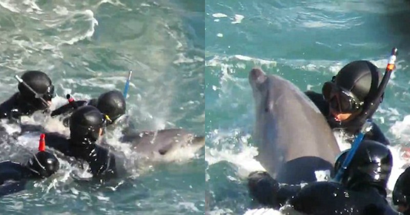 Mother Dolphin Desperately Tries To Save Her Calf From Japanese Hunters ...