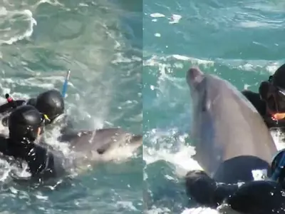 Mother Dolphin Desperately Tries To Save Her Baby From Japanese Hunters Who Tear The Two Apart