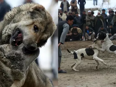 Painful Images From Brutal Kabul Dog Fight Show Mutts Mauling Each Other In A Fight To Finish