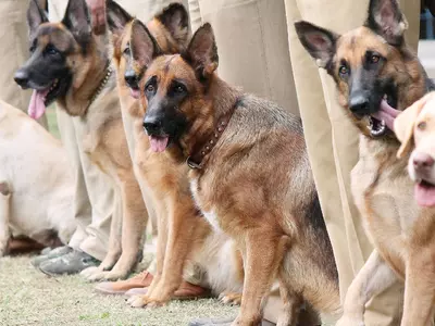 Dog Police