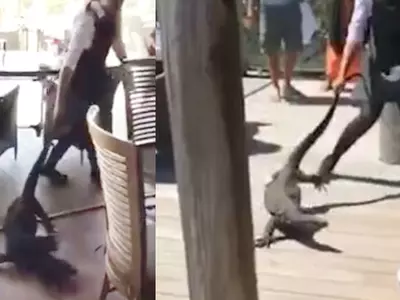 Waitress drags a lizard out of an Australian restaurant.