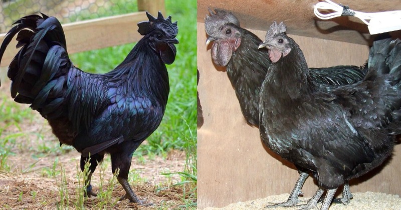 Remember The Viral Goth Chicken? Turns Out It Has A Cousin In Madhya ...