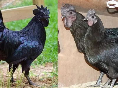 Remember The Viral Goth Chicken? Turns Out It Has A Cousin In Madhya Pradesh!
