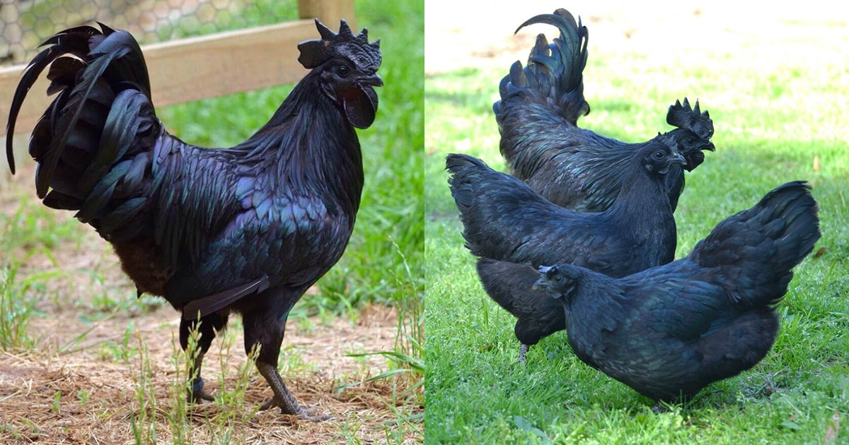 This Rare Indonesian Species Of Chicken Is Going Viral For Its 'Goth ...