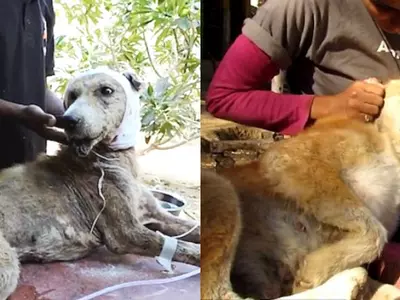 Meet Major Sahib - A Dog That Was Hours Away From Dying But Survived Because Humans Saved Him!