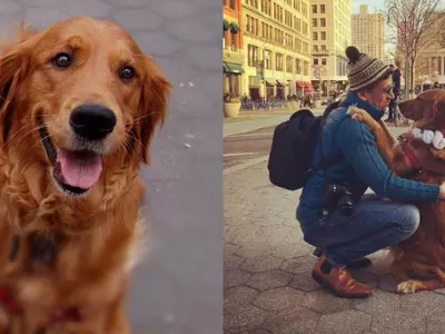 This Adorable Dog Is Giving Free Hugs To People In New York City And We Are Super Jealous!