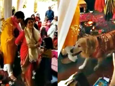 This Dog, Refusing To Let Go Of His Human, Followed Her Around During The Wedding 'Pheras'!