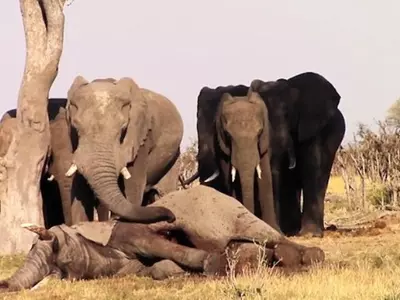 These Loyal Elephants Refused To Abandon Their Dead Friend After He Broke A Leg And Was Shot