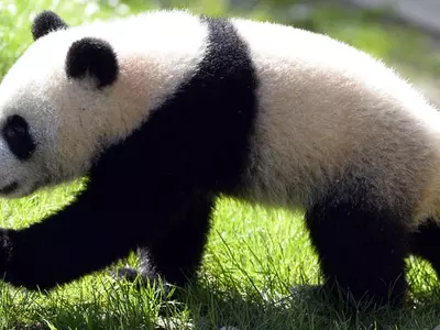Giant Panda Bao Bao
