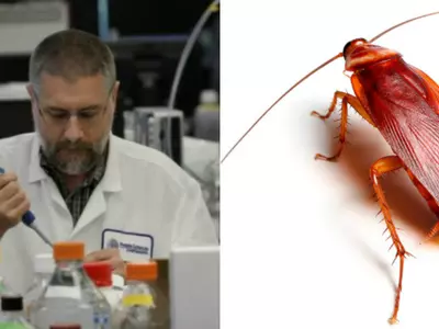 Scientists Discover Dead Cockroaches Make Excellent Magnets Than Alive Ones!