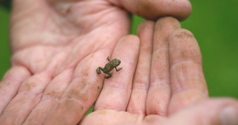 India: Scientists discover several new miniature night frogs