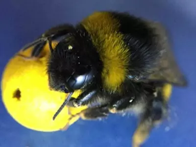 Bees play football as part of a bizarre experiment