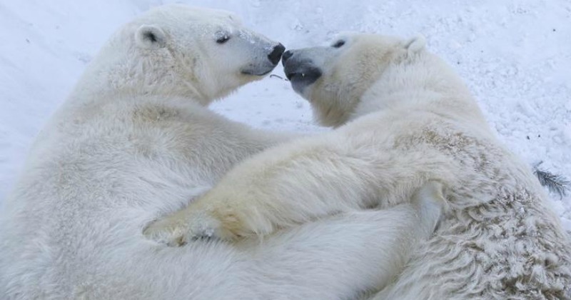 Cuddly store polar bear