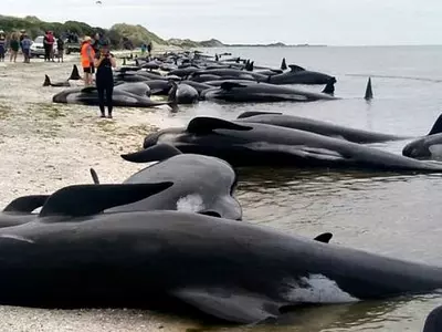 Mass Stranding On New Zealand Beach Leaves Several Whales Dead, People Rush To Save The Rest