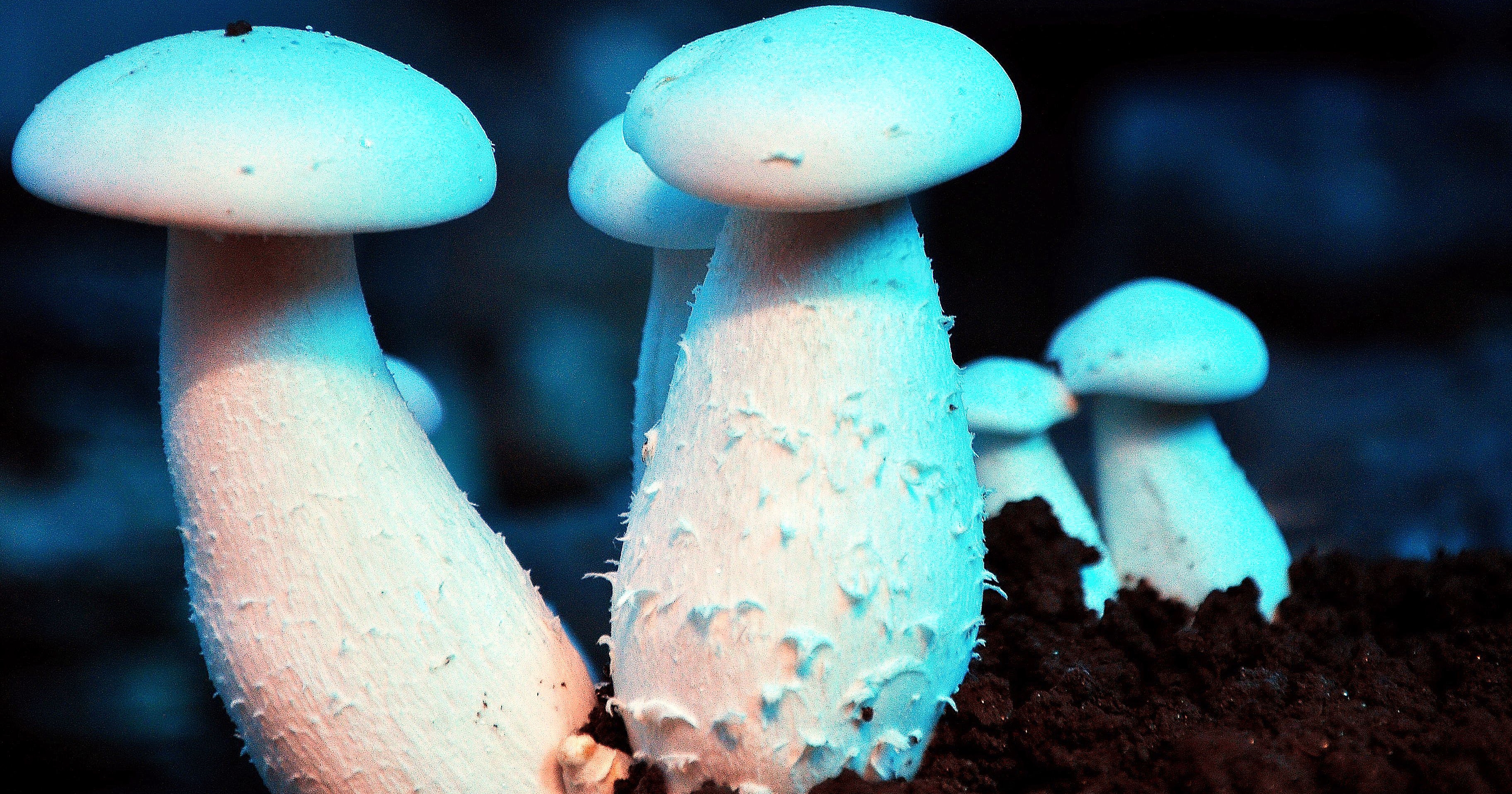 Eating Mushrooms May Help Prevent Dementia And Alzheimer's Disease