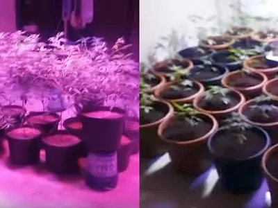 Hyderbad man gets arrested for growing cannabis at home