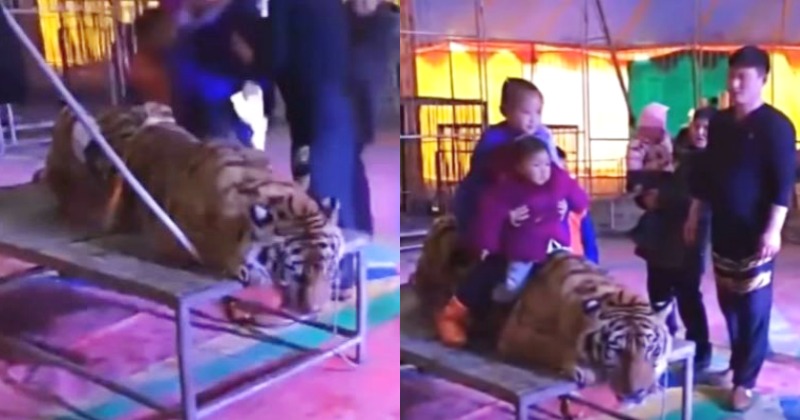 Circus Trainers Cruelly Tie Down An Endangered Tiger In China So That ...