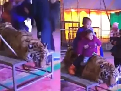 Circus Trainers Cruelly Tie Down An Endangered Tiger So That People Can Take Selfies With It