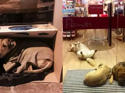 Amid Snowstorms, People Of Istanbul Show Compassion By Opening Their Homes For Stray Animals!