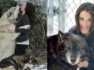 This Rape Survivor Credits Her Life To A Wolf Pack That Saved Her From Dying After The Attack