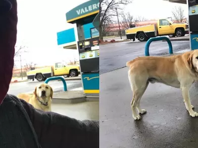 This Guy Tries To Help A 'Lost' Dog But Gets The Sweetest Surprise After Reading Its ID Tag!