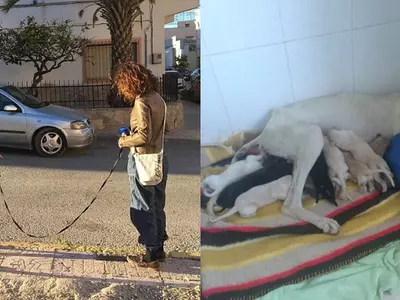 Dog With A Broken Leg Takes The Vets On A Journey That Helps Them Find Her Lost Puppies!