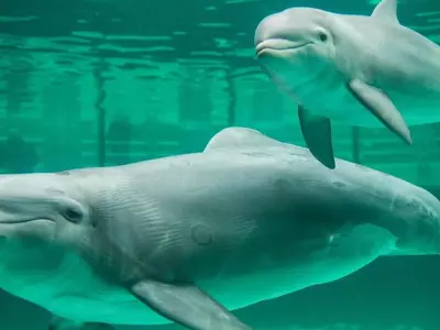Dolphins Escape Captivity In Japan Near To The Spot Where They Are Killed Brutally Every Year