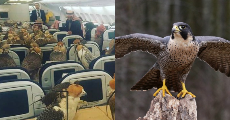 not travelling with a falcon