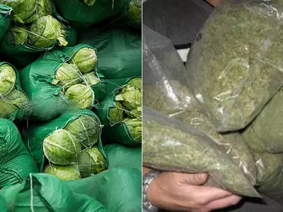 1,000 kg ganja hidden under cabbage seized from truck