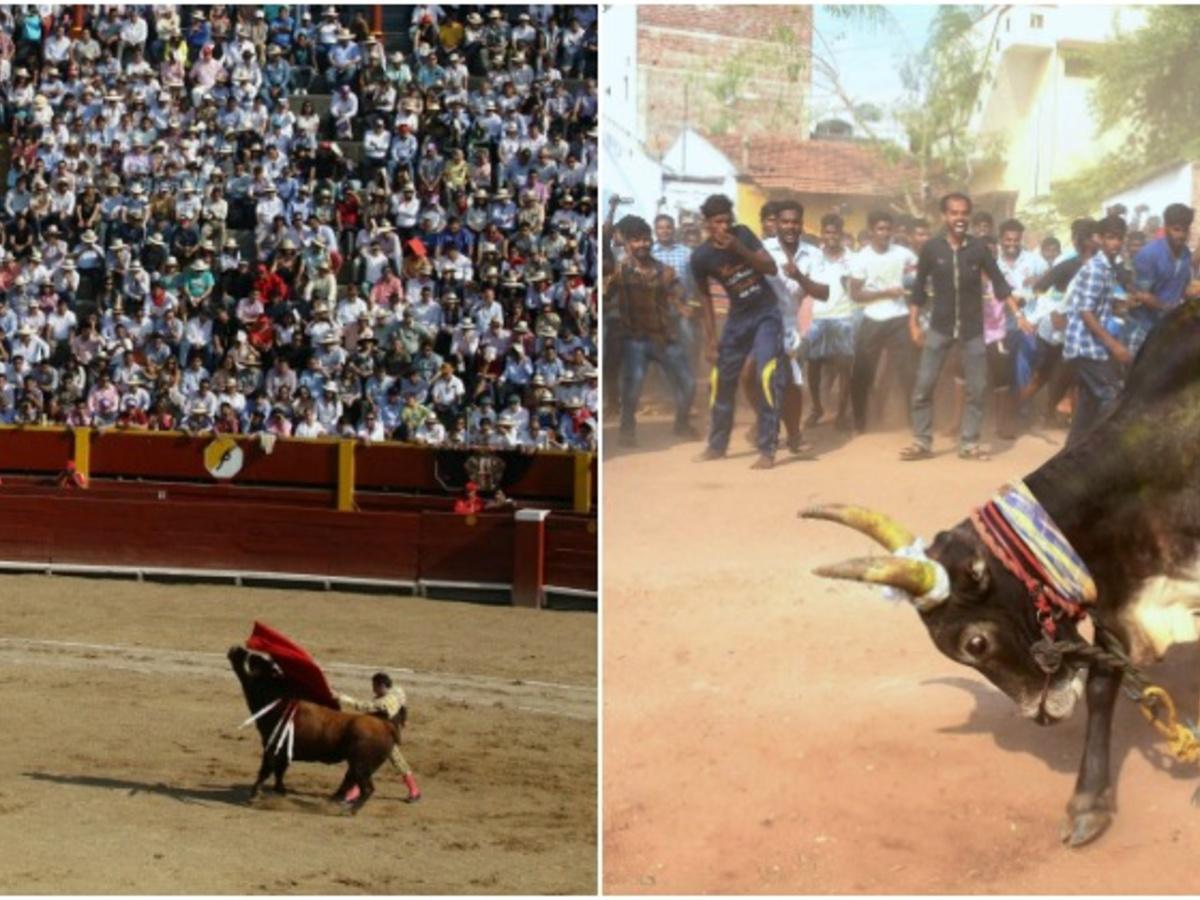 Problem Isn't Alone With Jallikattu In India, US And Spain Too Are Debating  'Animal Cruelty'