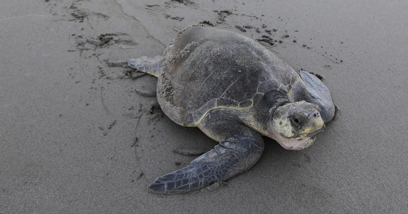 Indian Vet Gives Olive Ridley Turtle New Life With Plastic Prosthetic ...