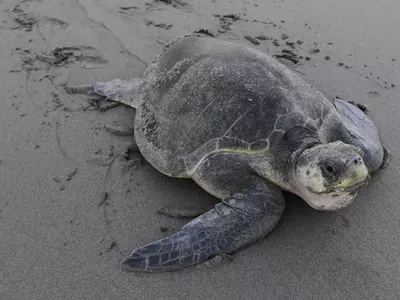 Indian Vet Gives Olive Ridley Turtle New Life With plastic prosthetic flipper
