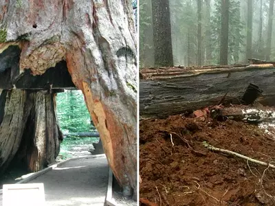 The Iconic Sequoia Tree