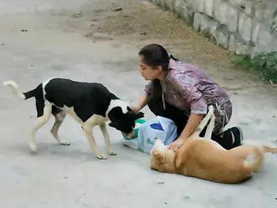 Women Feeding Stray Dogs