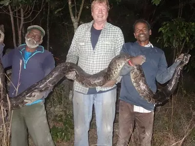 hunters from India to catch pythons
