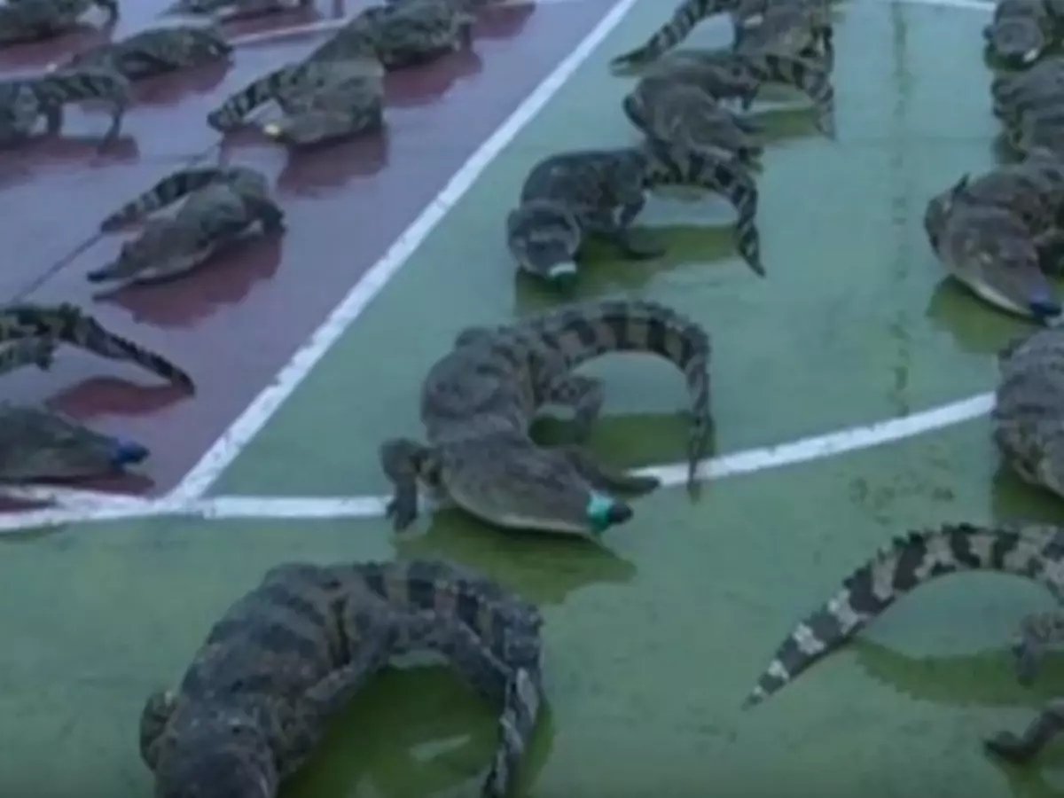 Siamese crocodiles, Siamese crocodiles,