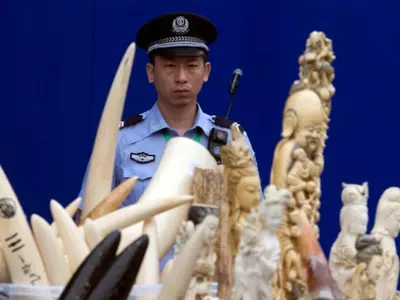 In A Historic Move, China To Ban Ivory Trade In A Bid To Tackle Elephant Poaching