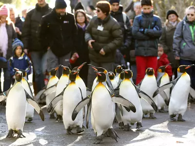Peoples Walk With Penguins
