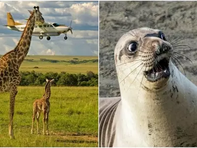 Seal Giraffe