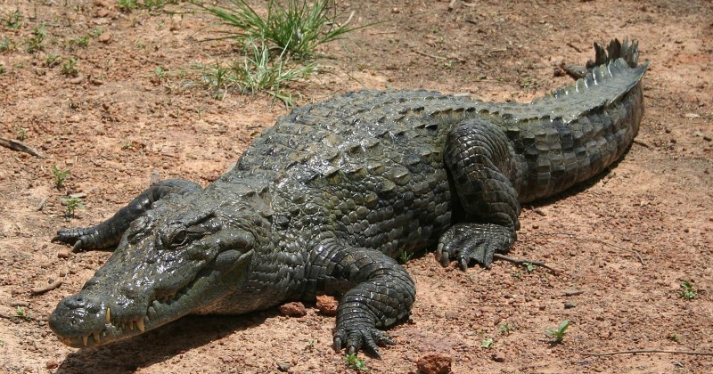 Floods In Gujarat Transported A Crocodile From A River To A Residential ...