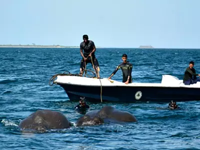 Sri Lankan navy rescues elephants